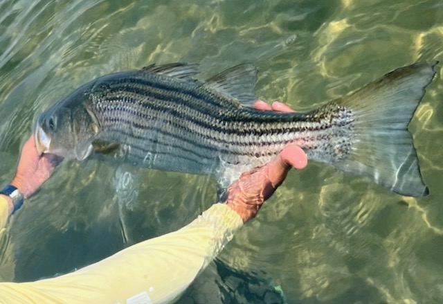 Rhode Island Striped Bass: April 2023