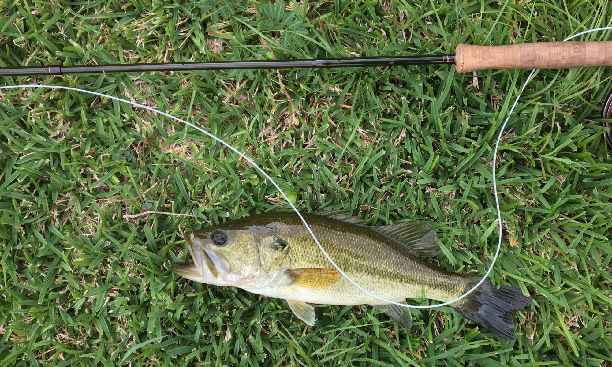 Alabama Bass, Spotted Bass, Redeye Bass, Tallapoosa River, Alabama